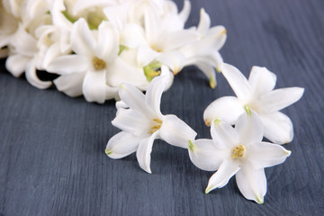 White hyacinth on wooden background