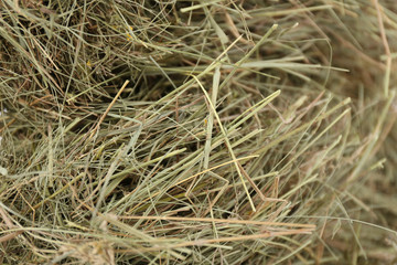 Hay, close up