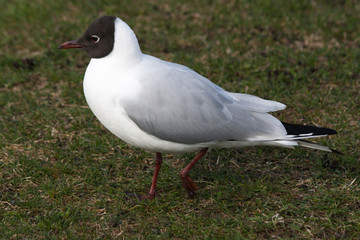 Gavión de cabeza negra