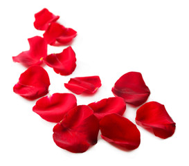 Fototapeta premium Beautiful red rose petals, isolated on white