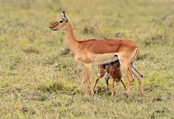 Gazelle Impala