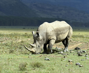 Obraz premium Rhino