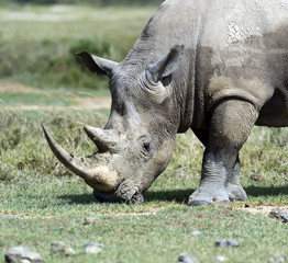 Rhino