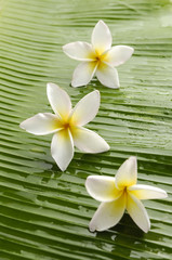 Obraz na płótnie Canvas Three frangipani and banana leaf texture
