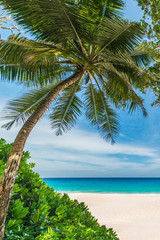 Panele Szklane  tropikalna plaża z palmami