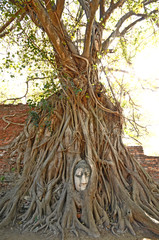 Head of Buddha statue in The Tree Roots, Ayutthaya, Thailand