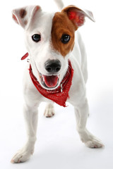 Jack Russell Terrier szczęśliwy pies - obrazy, fototapety, plakaty