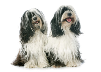 two Tibetan terrier