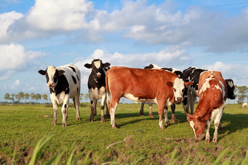 Fototapeta na wymiar few cute cows on pasture over blue sky