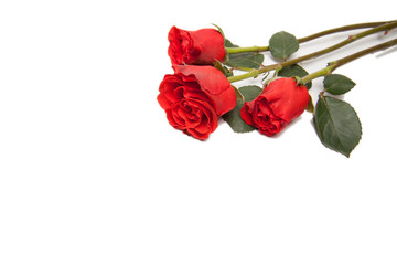 rote rose freisteller