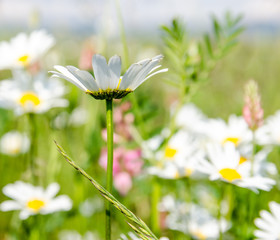 Margeriten im Frühling :)