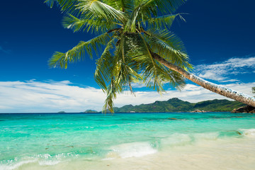 Fototapeta na wymiar tropical beach with palm