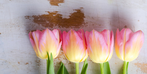 Tulpen auf weißem Holz