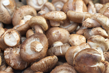 Fresh shiitake mushroom on background