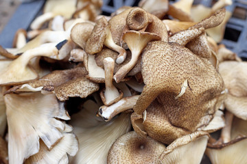 Mushrooms on the market
