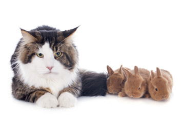 maine coon cat and bunny
