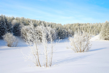 Winter landscape with pines