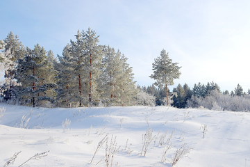 Winter landscape with trees