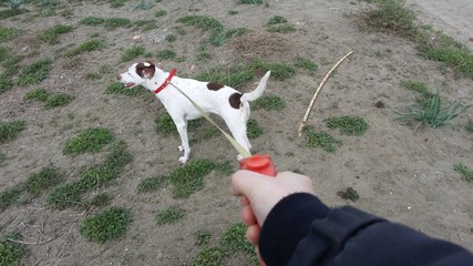 Passeggiata con cane al mare