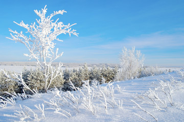Winter landscape with trees