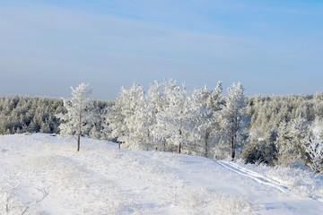 Winter landscape