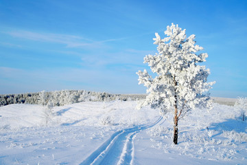Lonely pine snow covered on the hill