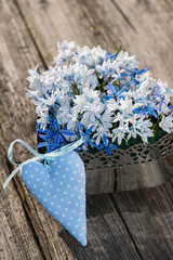 Blausternchen