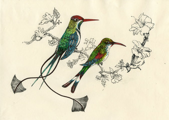 Fototapety  Drawing of beautiful bright birds and flowers