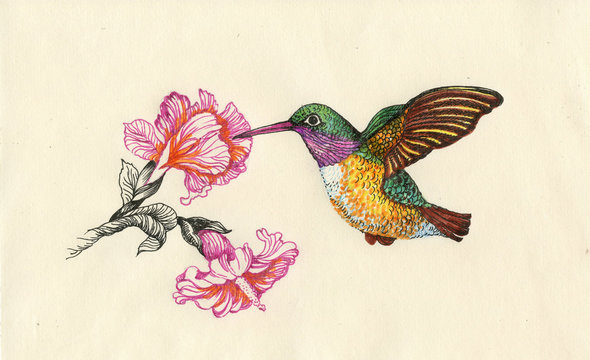 Drawing of beautiful bright birds and flowers
