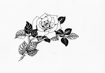 Handdrawn rose in sketch-style, isolated on white background