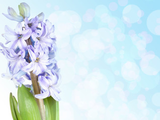 Blue hyacinth with copy space isolated on white