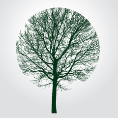 tree rounded