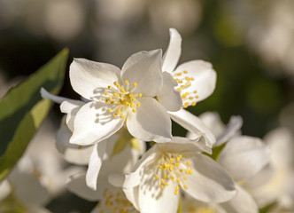 jasmine flower - the flowers of a white jasmine photographed by a close up. small depth of sharpness