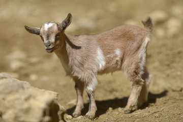 Zicklein auf Biobauernhof