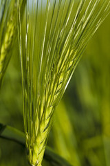 Fototapeta premium cereals (close up) - the ear of an unripe cereal photographed by a close up