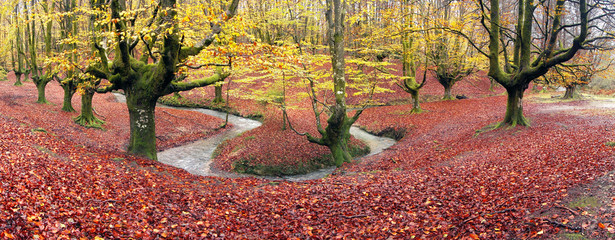 panorama of forest in autumn