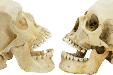 Two human skulls opposite of each other