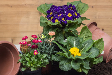 Fiori  in vaso