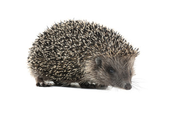 hedgehog
