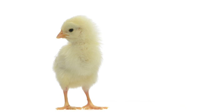 Chick standing and chirping