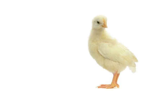 Side view of a chick standing and looking around