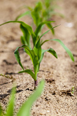 corn sprout - the sprout of corn photographed by a close up. small depth of sharpness