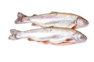 Rainbow trout isolated on a white studio background.