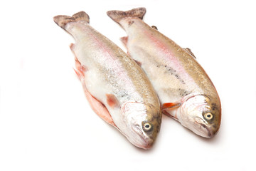 Rainbow trout isolated on a white studio background.
