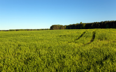 agricultural field - an agricultural field on which grow up cereals