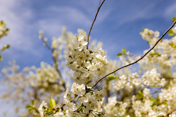 blossoming trees - the white flowers which have appeared on a fruit tree