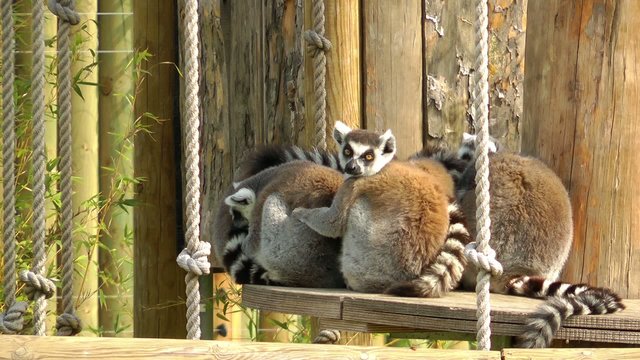 Lemur Family