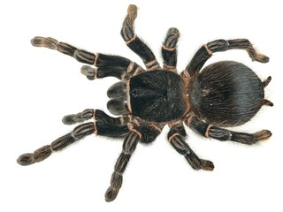 giant tarantula Lasiodora parahybana isolated © Alex Stemmer