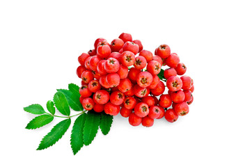 Rowan red with leaves