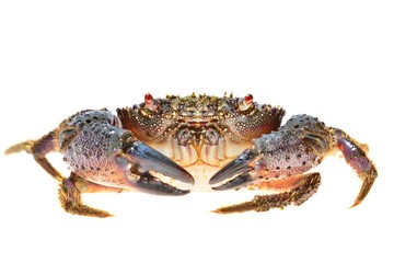 colorful stone or warty crab Eriphia verrucosa isolated
